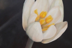 Bloodroot 2 2015 oil on wood panel 18 x 36