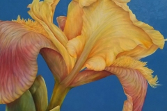 Sold-small-yellow-iris-2019-24x24-dark